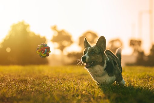 Happy playful corgi dog trying to catch the toy outdoors at sunset. Portrait of beautiful purebred blue merle cardigan welsh corgi running with mouth open towards the toy. High quality photo
