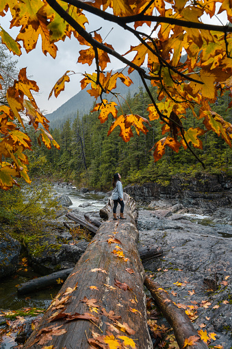 A woman standing on a fallen tree with maple leaves on the foreground