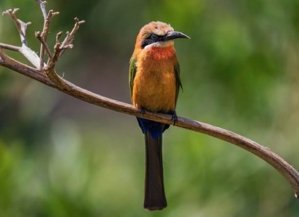 bee eater perched stock photo