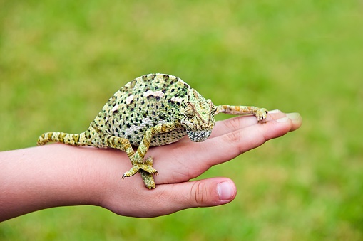 A colorful chameleon with dots and patterns standing on the human's hand