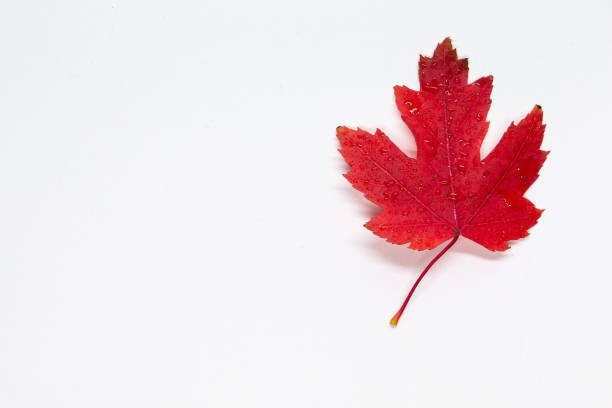 istock A red maple leaf on a white background.  Autumn colors.  Red on white. 1437358339
