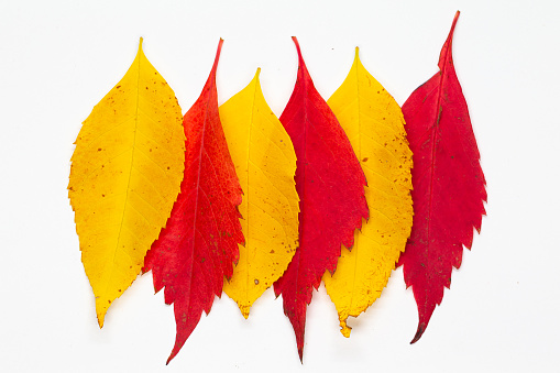 Six red and yellow leaves on white background.  Autumn colors.  Color composition.