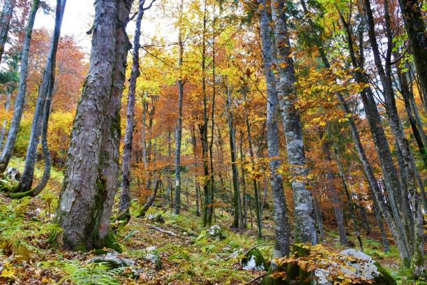 istock Colorful broadleaf, temperate, deciduous sycamore maple (Acer pseudoplatanus) and european beech (Fagus sylvatica) forest in yellow and red autumn colors 1437358778