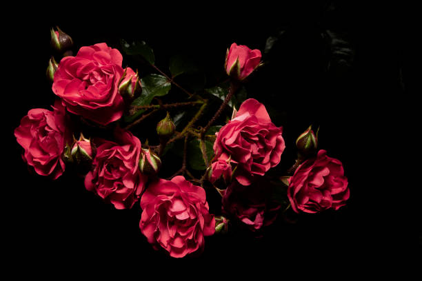 istock small pink roses lit in the dark 1437358974