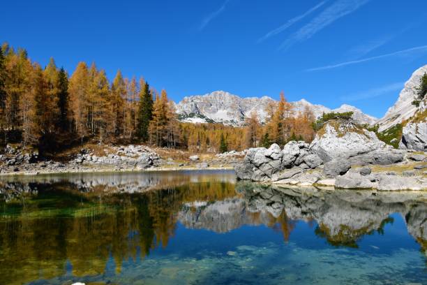 malerische aussicht auf den doube-see im triglav-seental in den julischen alpen, gorenjska, slowenien mit einer reflexion der goldfarbenen lärchen im wasser - julian alps mountain lake reflection stock-fotos und bilder