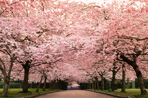 A horizontal shot of the beautiful cherry blossoms in Kirsebæralléen, located in Copenhagen, Denmark