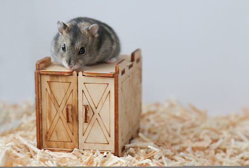 A gray hamster is sitting on a wooden house. The life of a pet.