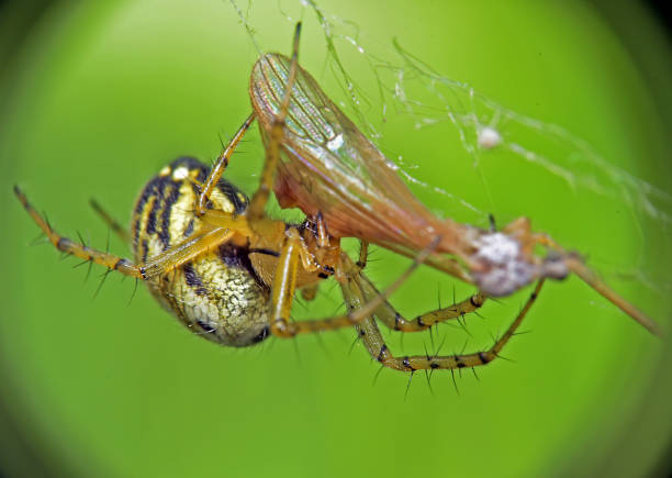 istock Mangora acalypha eats its prey, Kharkiv, Ukraine 1437359424