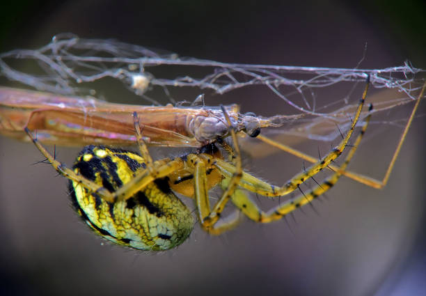 istock Mangora acalypha eats its prey, Kharkiv, Ukraine 1437359430