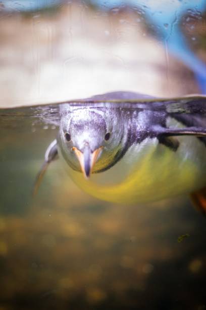 istock Selective focus shot of a cute penguin swimming underwater 1437360837