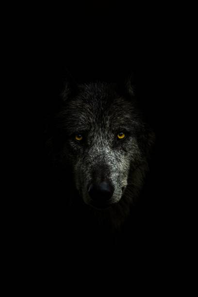 istock Face of a gray wolf in darkness 1437360925