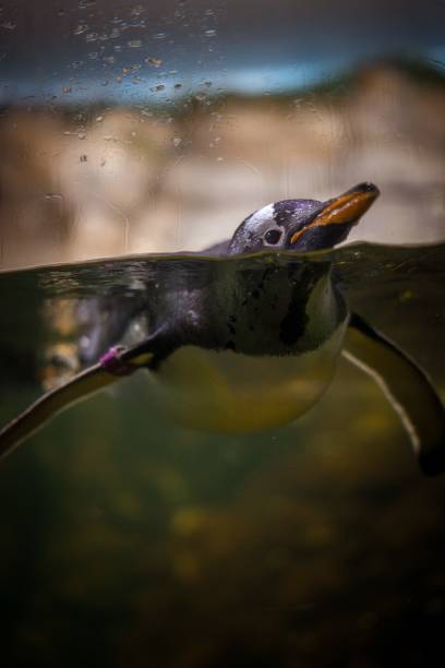 istock Selective focus shot of a cute penguin swimming underwater 1437360929