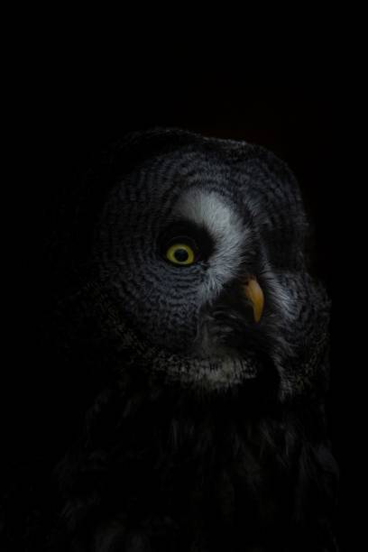 istock Great gray owl face n the darkness 1437360946