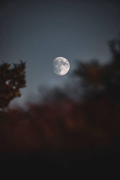 istock View of the moon from the trees blurred on the foreground 1437361336