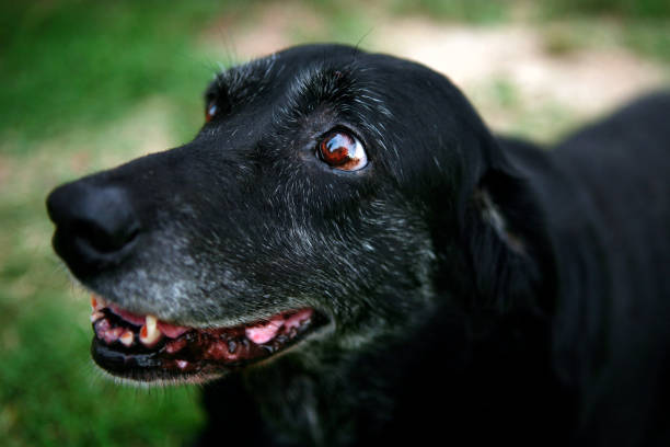 istock Portrait of a Senior Black Lab 1437362179