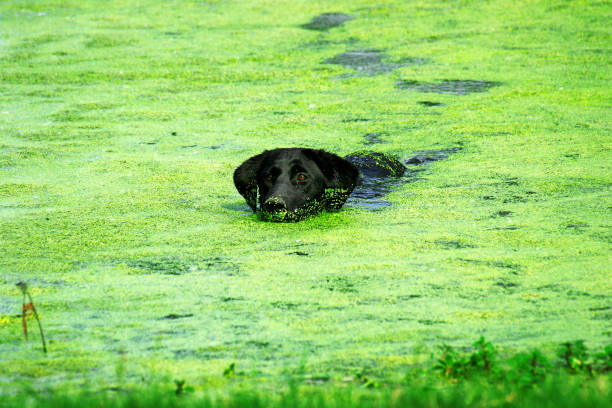 Horizontal photo of a Black Labrador Retriever Dog enjoying a swim in a stock pond covered with green algae.