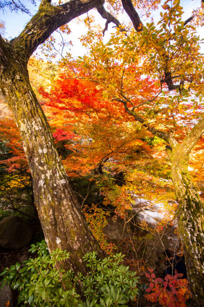 Vibrant colors of the Autumn forests of Japan.