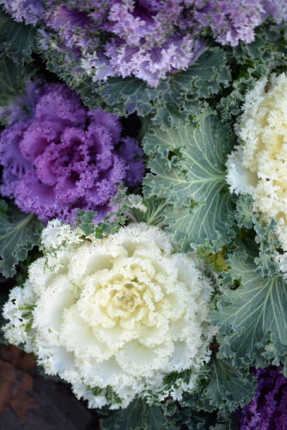 purple texture pink background High quality photo macro photography gradient white green ornamental Brassica oleracea acephala purple cruciferous family decorative carved cabbage leaves, poster, banner close - up purple texture pink background High quality photo macro photography gradient white green ornamental Brassica oleracea acephala purple cruciferous family decorative carved cabbage leaves, poster, banner close - up cruciferous vegetables stock pictures, royalty-free photos & images