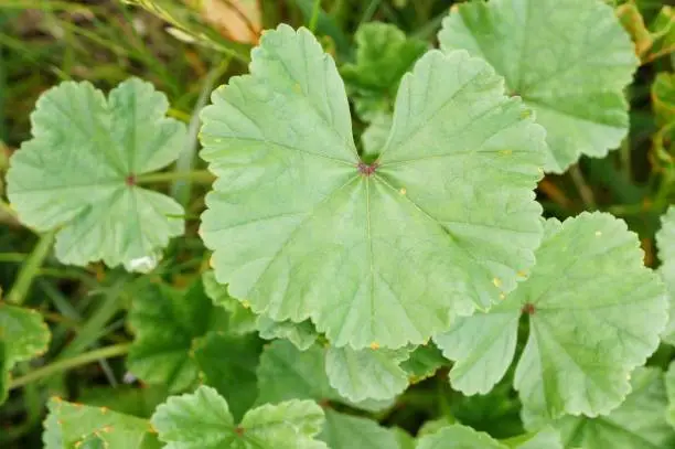 A closeup shot of green butterbur leaves