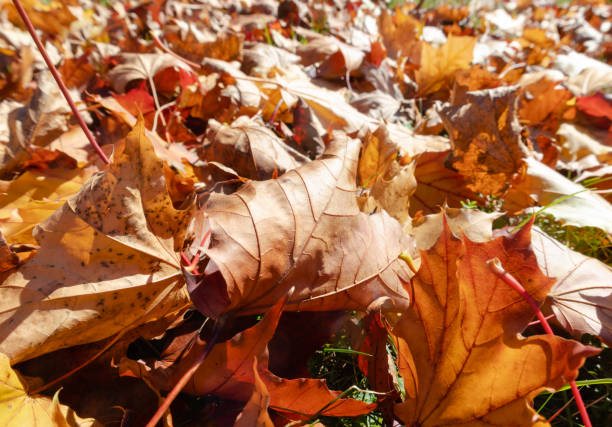 istock Vibrant bright Autumn fallen maple leaves on the ground 1437366943