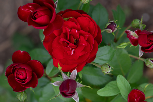 Red rose and rose petals on a wooden table with a white background. Valentines day