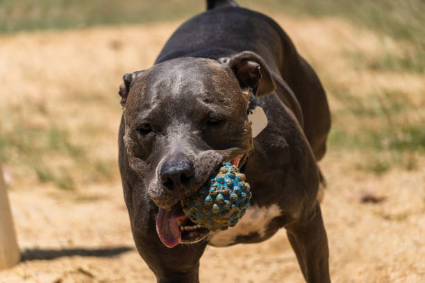 istock Blue nose Pit bull dog playing and having fun in the park. Selective focus. Sunny day. 1437370137