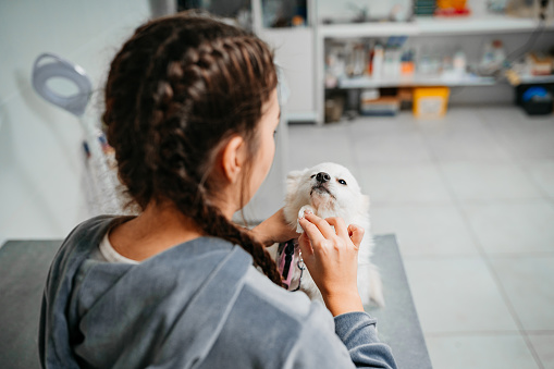 Woman with boston terrier dog at vet