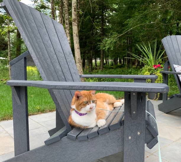 istock Cat chilling in good chair 1437374263