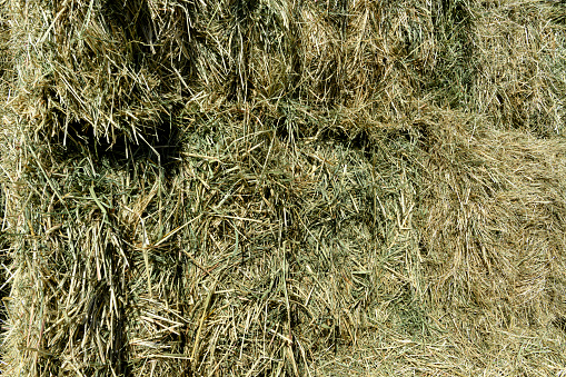 Close-up of Alfalfa Bales, which was recently harvested, stacked up ready for usage, to feed live stock.\n\nTaken in Sacramento County, California, USA.