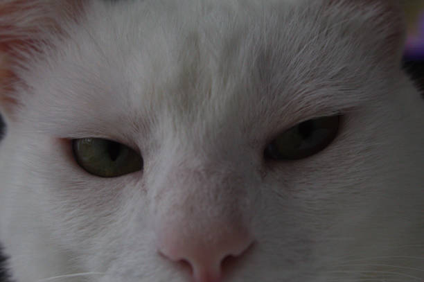 istock White cat with green eyes and close-up face 1437379134