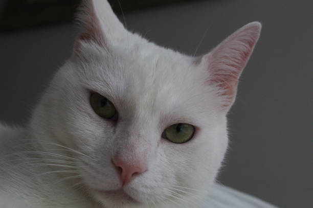 istock White cat with green eyes and close-up face 1437379672