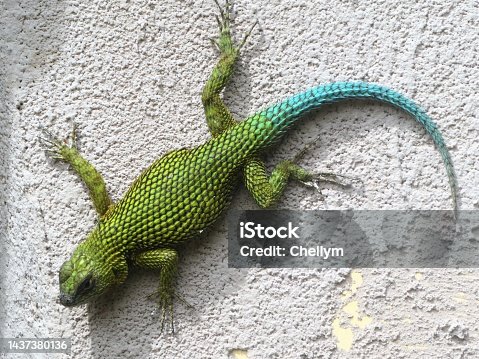 istock Green spiny lizard 1437380136