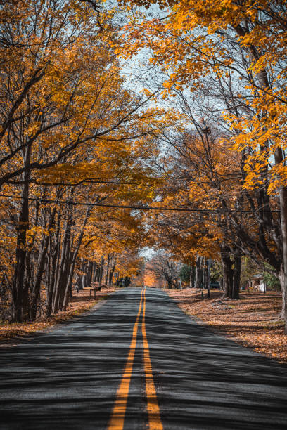istock The path in the autumn forest 1437380385