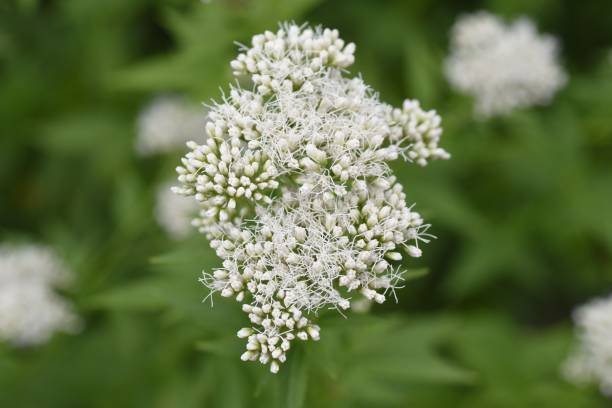 istock Thoroughwort flowers and an insect. 1437380991
