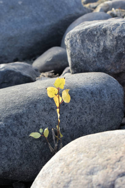 istock Small Leaves by Boulders 1437381023