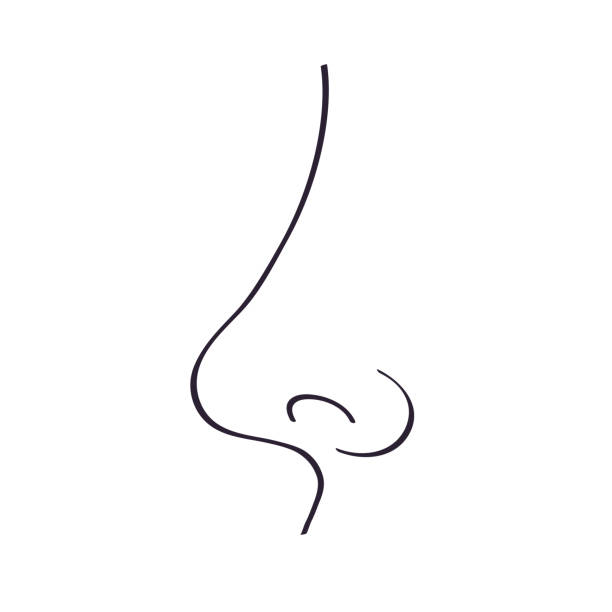значок линии каракуля человеческого носа - nose job illustrations stock illustrations