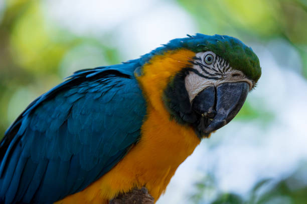 青と金のコンゴウインコの鳥 - gold and blue macaw ストックフォトと画像