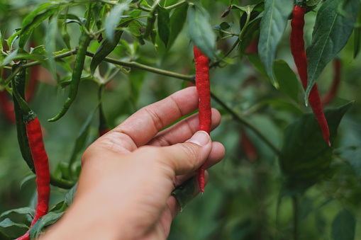 Close-up shot of unrecognizable farmer hand picking ripe red chilli at the organic farm in Bandung