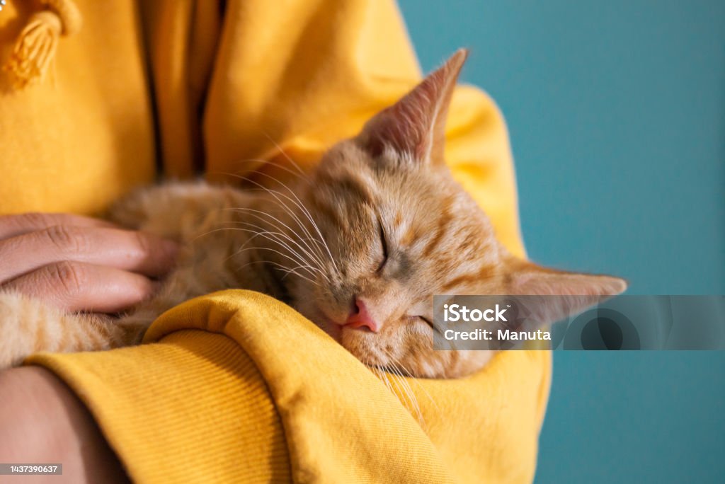 Cute ginger kitten sleeps Cute little red kitten lays comfrotably on hands of its owner and is sleeping Domestic Cat Stock Photo