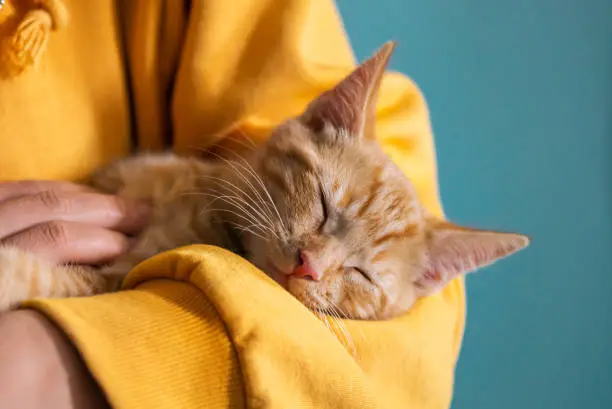 Cute little red kitten lays comfrotably on hands of its owner and is sleeping