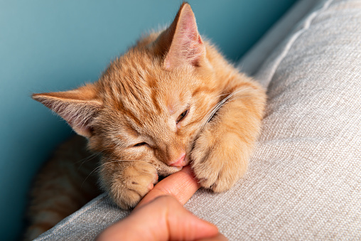Close up of cute little ginger kitten, while its bitting its owner finger, blue background