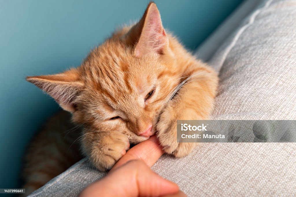Cute ginger kitten washes Close up of cute little ginger kitten, while its bitting its owner finger, blue background Domestic Cat Stock Photo
