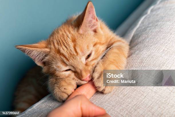 Cute Ginger Kitten Washes Stock Photo - Download Image Now - Domestic Cat, Licking, People
