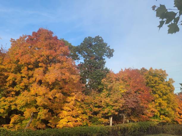 istock Golden fall leaves in Bronx park 1437392205