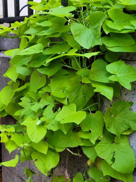 istock Green leaves on a wall 1437392408