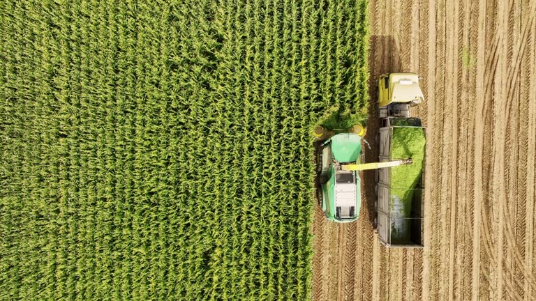 Aerial video of silage corn harvest