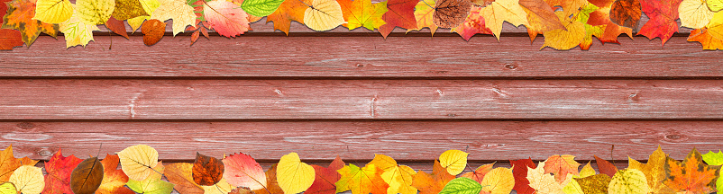 frames of  autumn leaves on a wooden background