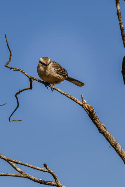 istock bird in Serra da Canastra, Minas Gerais State, Brazil 1437402374
