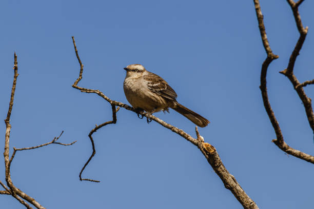 istock bird in Serra da Canastra, Minas Gerais State, Brazil 1437402394