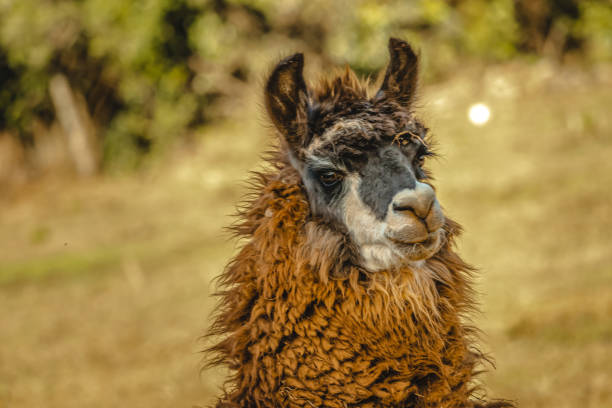 istock llama in Serra da Canastra, Minas Gerais State, Brazil 1437404151